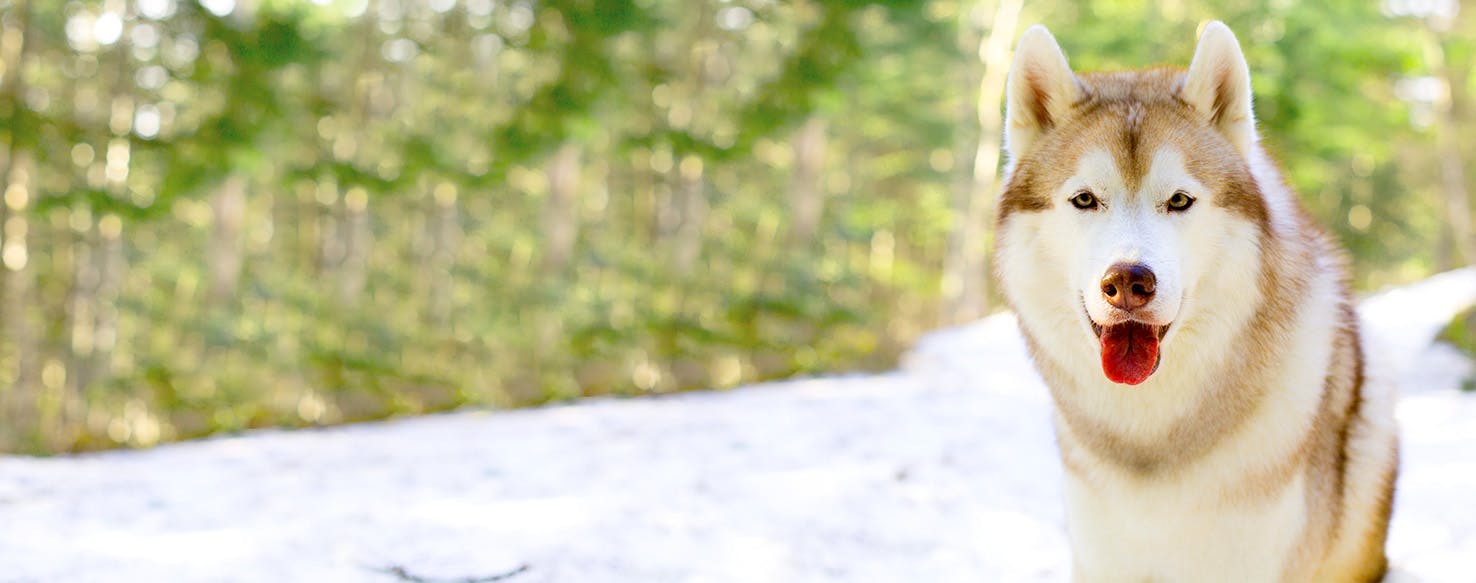 Dog Names Meaning Polar Bear Popular Male and Female Names Wag!